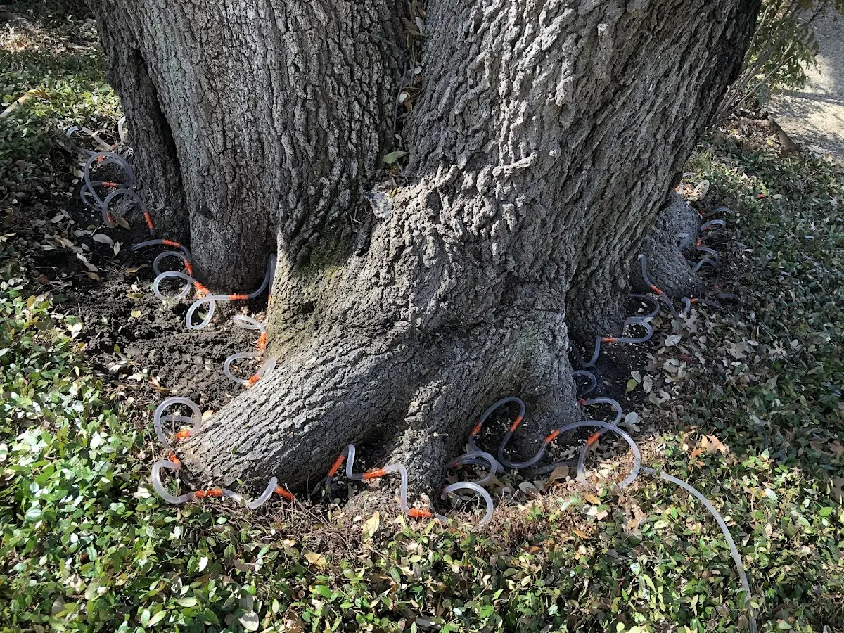 Detailed Tree Cabling and Bracing job site in Oxford Junction