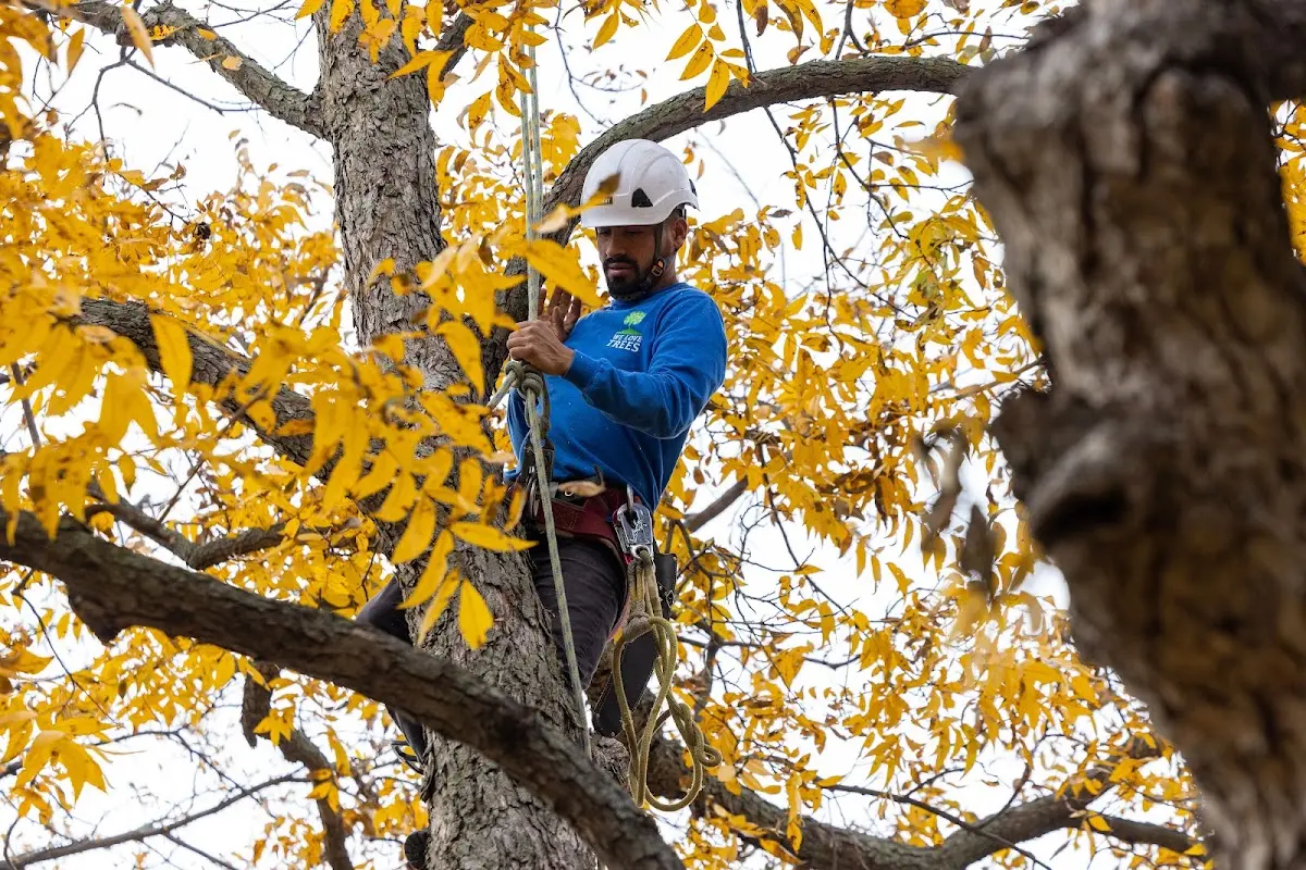 Skilled Tree Pruning crew working in Oxford Junction